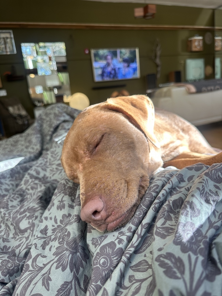 Bailey (fka Shrek), an adoptable Vizsla in Brewster , NY, 10509 | Photo Image 3