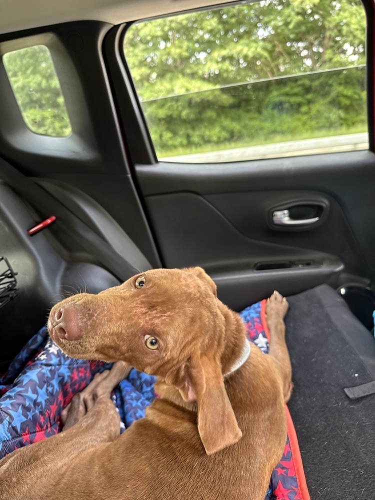 Bailey (fka Shrek), an adoptable Vizsla in Brewster , NY, 10509 | Photo Image 4