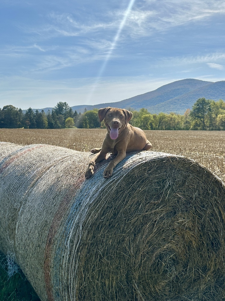 Bailey (fka Shrek), an adoptable Vizsla in Brewster , NY, 10509 | Photo Image 4