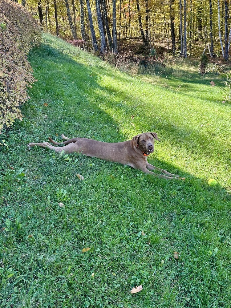 Bailey (fka Shrek), an adoptable Vizsla in Brewster , NY, 10509 | Photo Image 5