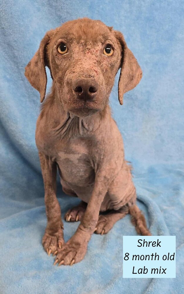 Bailey (fka Shrek), an adoptable Vizsla in Brewster , NY, 10509 | Photo Image 6
