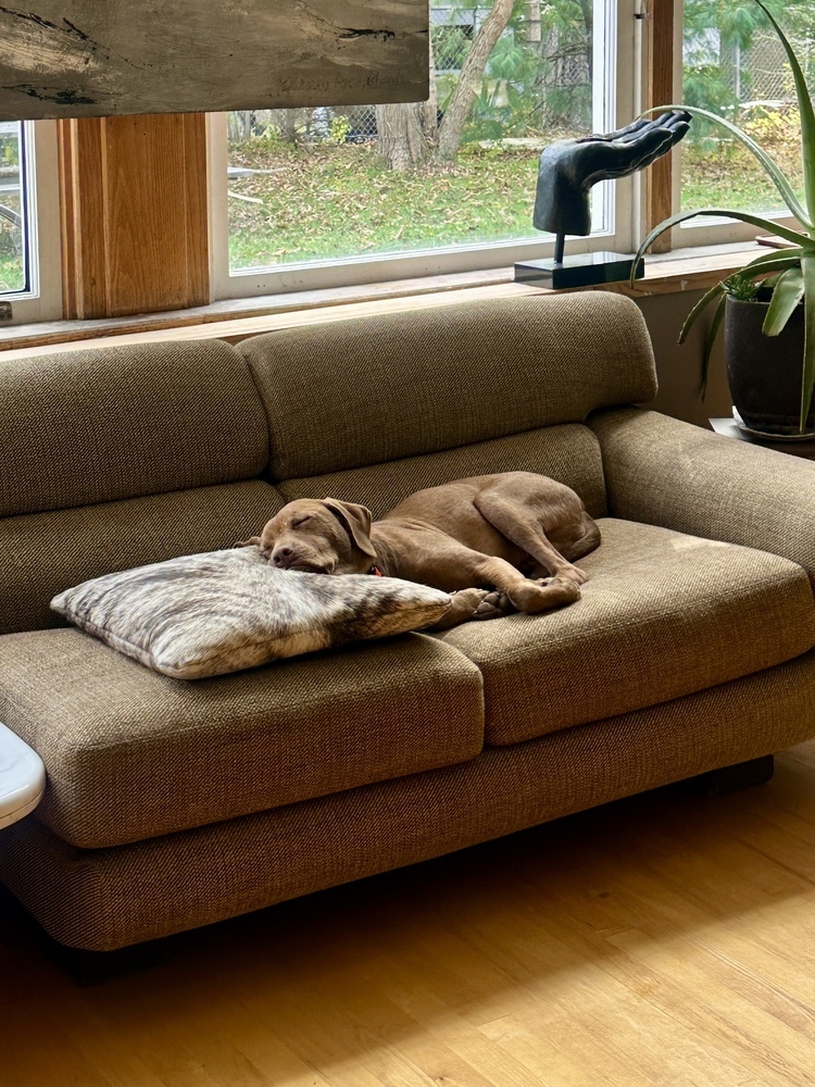 Bailey (fka Shrek), an adoptable Vizsla in Brewster , NY, 10509 | Photo Image 6