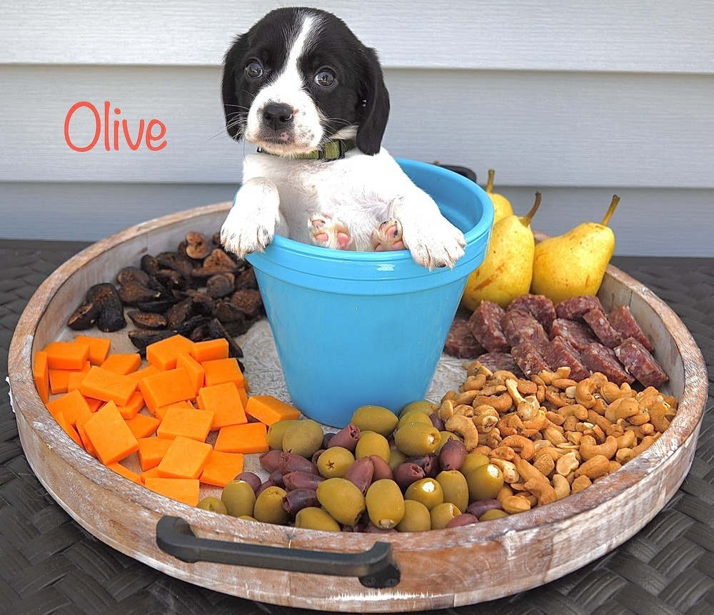 Olive (Charcuterie Litter)