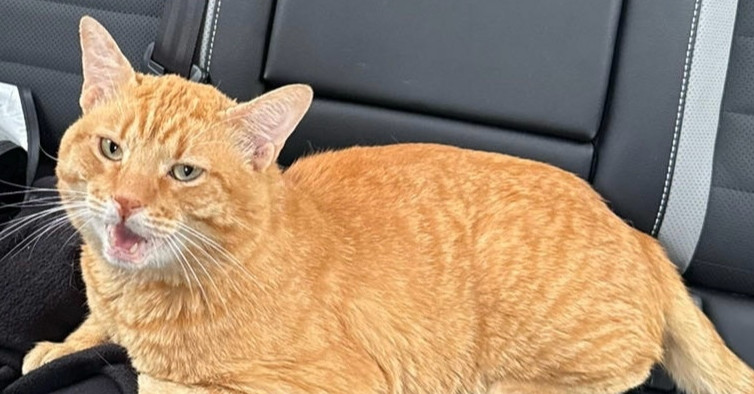 Garfield (CL-L)