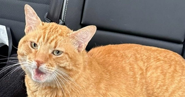 Garfield (CL-L)