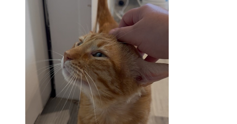 Garfield (CL-L)