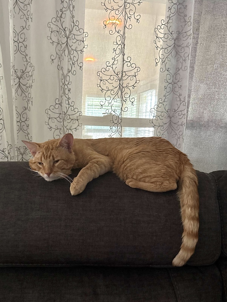 Garfield (CL-L)