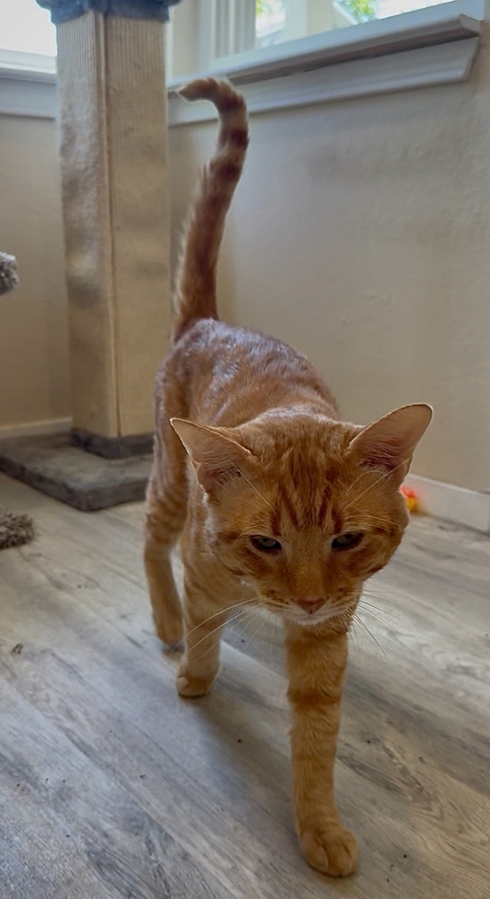 Garfield (CL-L)