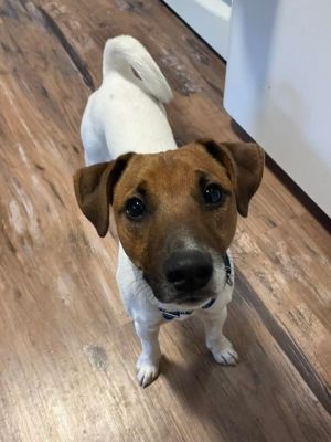 Duke, Young Male Jack Russell Terrier
