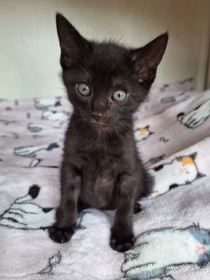 Boba is as sweet as she is spunky She likes to greet you when you walk into the room Boba