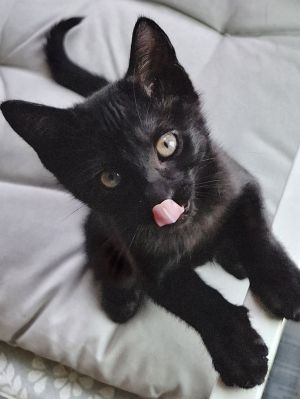 Boba is as sweet as she is spunky She likes to greet you when you walk into the room Boba