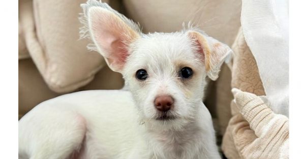Ziggy (cotton) thumbnail 2