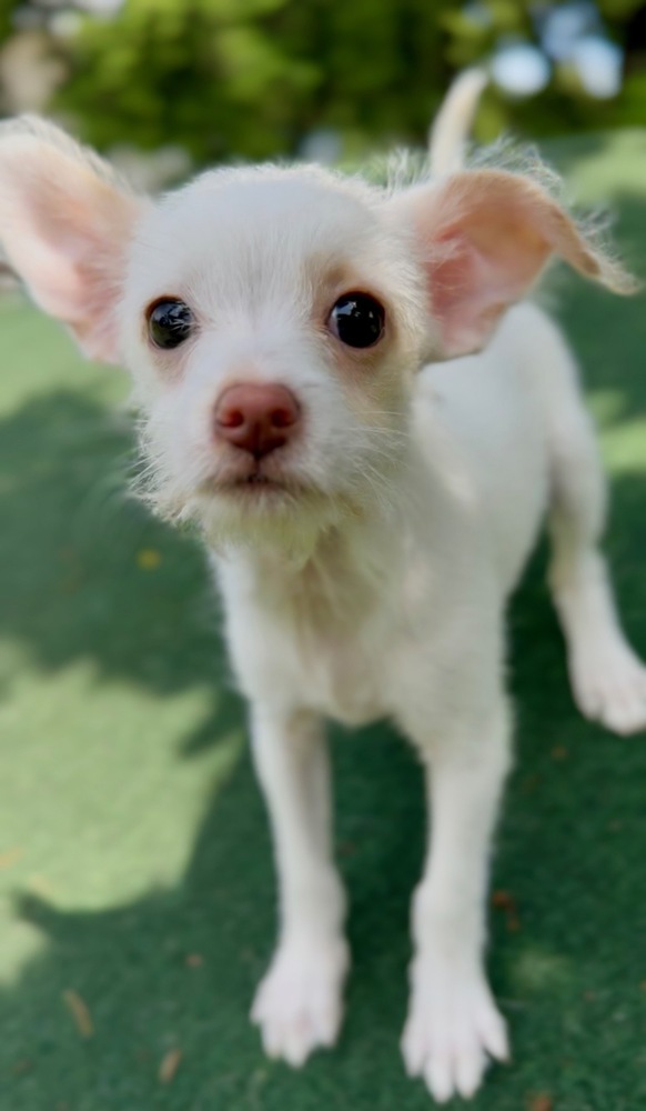 Ziggy (cotton) thumbnail 3