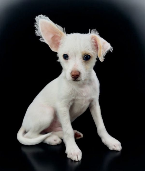 Ziggy (cotton) thumbnail 4