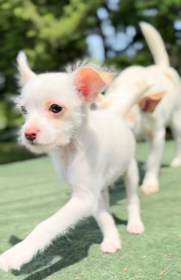 Ziggy (cotton) thumbnail 6