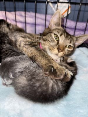 Lil Luna (Lucky Motel 6), Baby Female Domestic Short Hair