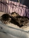 Lil Luna (Lucky Motel 6) photo 2