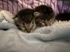 Lil Luna (Lucky Motel 6) photo 3
