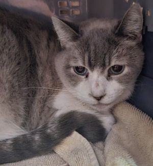 Elsa, Senior Female Siamese