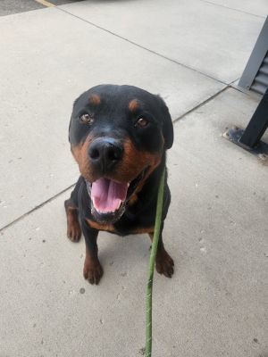 Earl, Young Male Rottweiler
