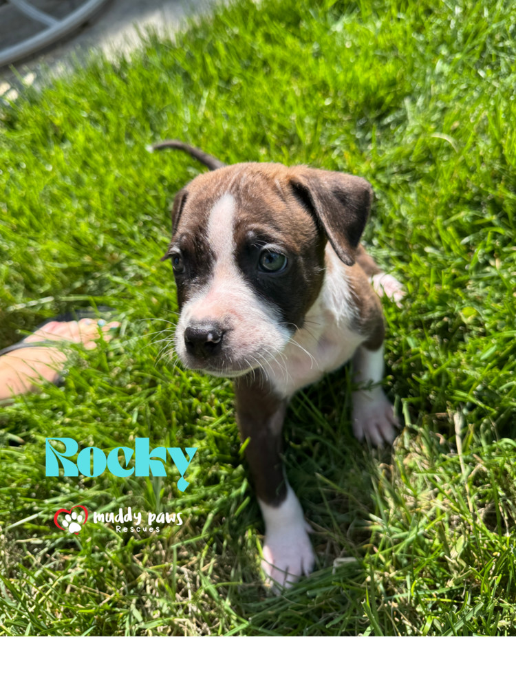 April Showers Litter: Rocky