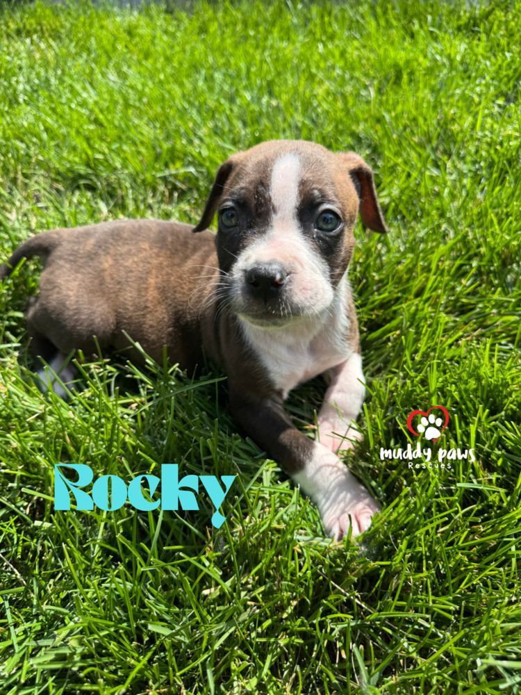 April Showers Litter: Rocky