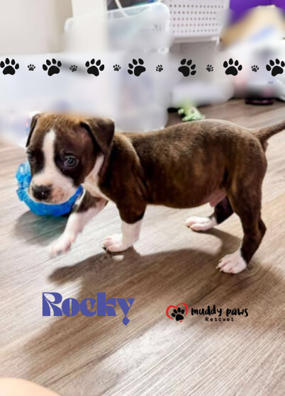April Showers Litter: Rocky