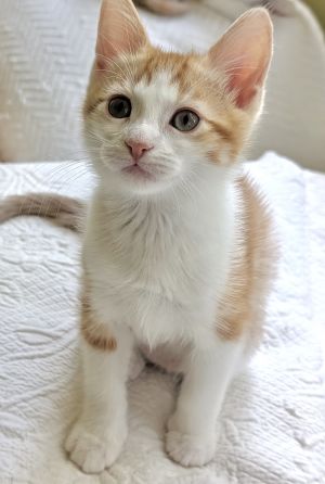Tango is the biggest and most confident of her siblings - and she has 3 sisters She likes to spend