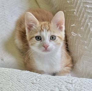 Mango has 3 sisters 2 orange and white like her and one brown tabby sis Mango is playful athleti