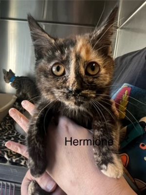 Primary Color Tortoiseshell Weight 318lbs Age 0yrs 0mths 8wks
