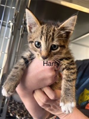 Primary Color Tabby Weight 2lbs Age 0yrs 0mths 8wks