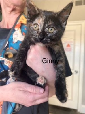 Primary Color Tortoiseshell Weight 312lbs Age 0yrs 0mths 9wks