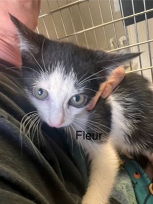 Primary Color Black Secondary Color White Weight 25lbs Age 0yrs 0mths 9wks Animal has been Spay