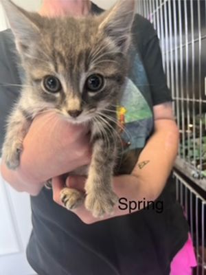 Primary Color Grey Tabby Weight 131lbs Age 0yrs 0mths 7wks