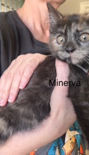 Primary Color Tortoiseshell Weight 262lbs Age 0yrs 0mths 8wks