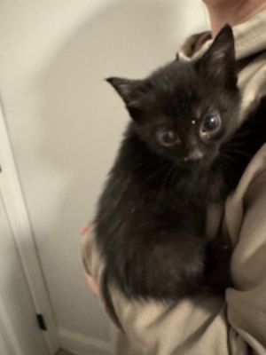 Primary Color Black Weight 2lbs Age 0yrs 0mths 10wks Animal has been Neutered