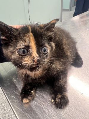 Primary Color Tortoiseshell Weight 2lbs Age 0yrs 0mths 10wks Animal has been Spayed