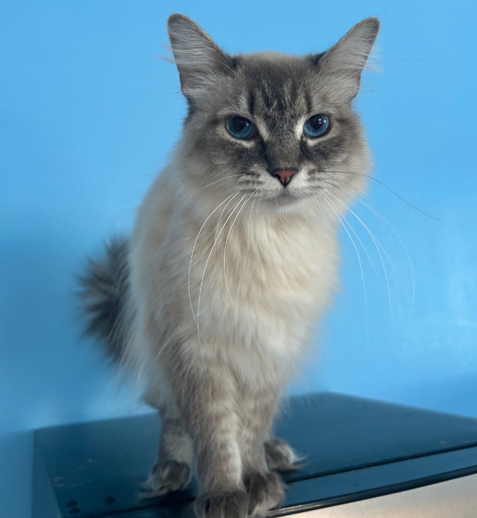 Pica, an adoptable Birman in Corpus Christi, TX, 78415 | Photo Image 1