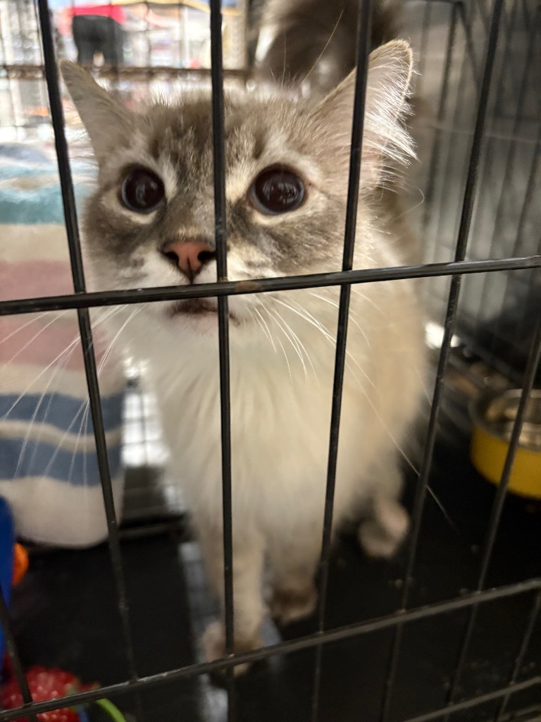 Pica, an adoptable Birman in Corpus Christi, TX, 78415 | Photo Image 2