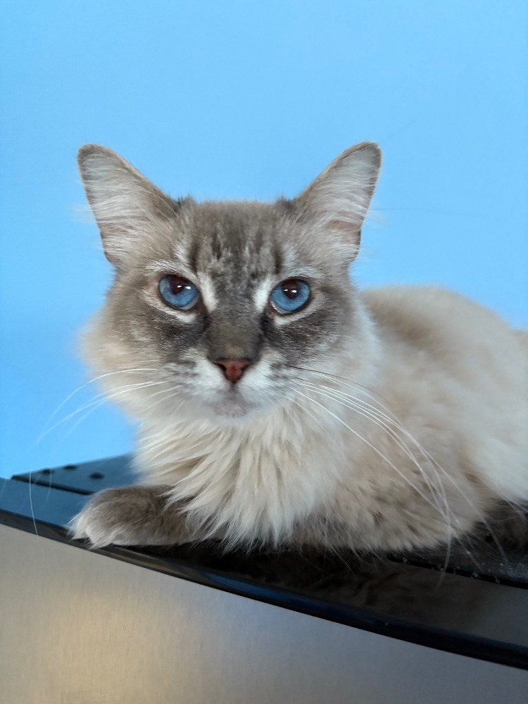 Pica, an adoptable Birman in Corpus Christi, TX, 78415 | Photo Image 4