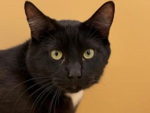 Cuddle Bot, Young Male Domestic Short Hair