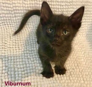 Virburnum is part of our spring shrubs group This cutie is a typical kitten who loves to run and pl