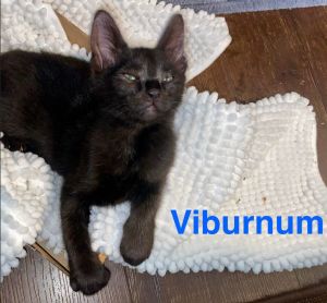With bright eyes and a mischievous streak Viburnum is the curious explorer of his litter Hes cleve