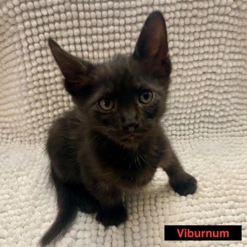 Virburnum