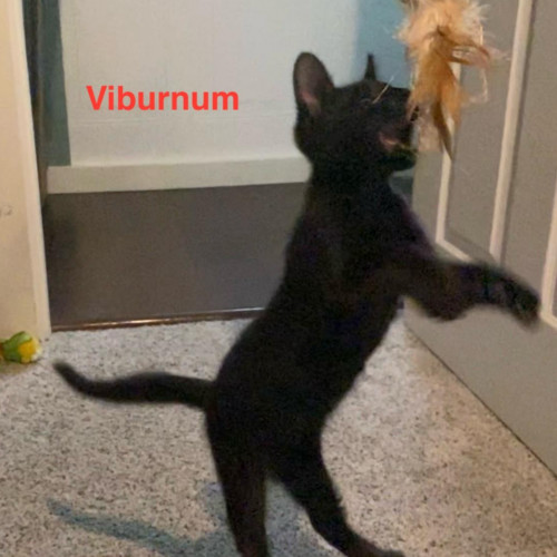 Virburnum