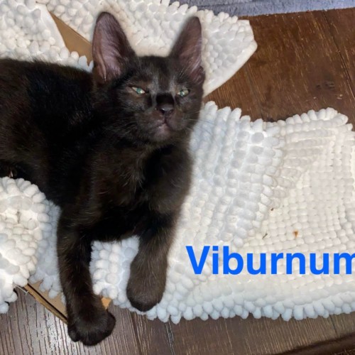 Virburnum