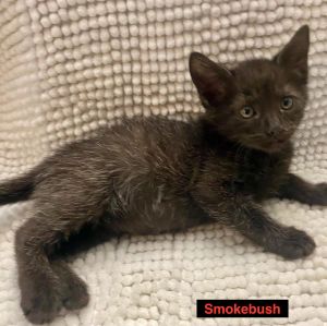 Smokebush is part of our spring shrubs group This cutie is a typical kitten who loves to run and pl