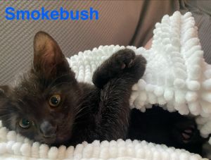 The smallest of his litter Smokebush is a lap-loving sweetheart who thrives on cuddles and cozy snu