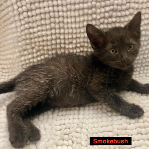 Smokebush