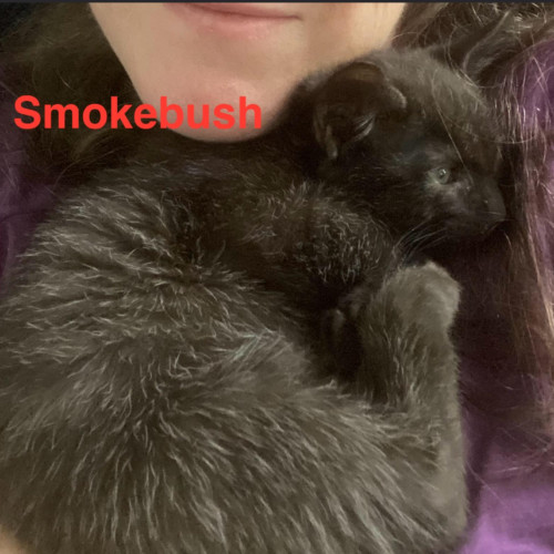 Smokebush